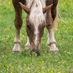 Horses grazing in a field
