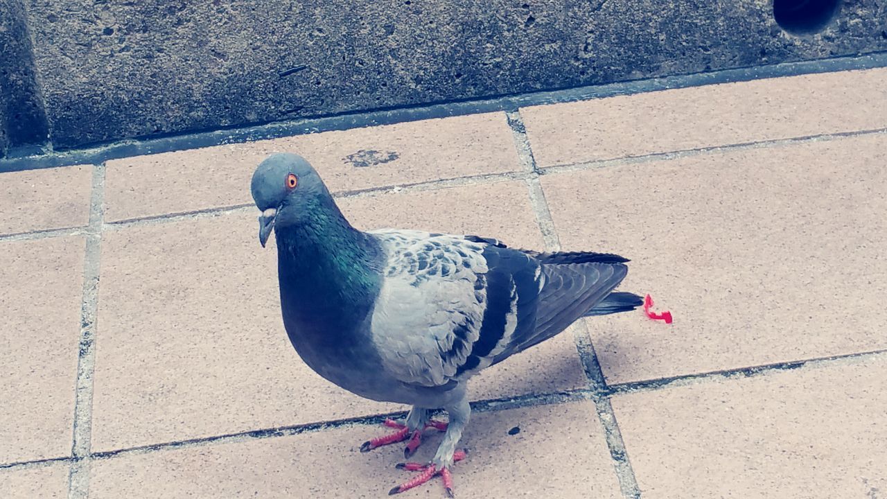 animal themes, one animal, bird, domestic animals, pigeon, street, animals in the wild, high angle view, wildlife, black color, outdoors, full length, pets, close-up, sidewalk, day, no people, perching, mammal, footpath