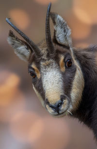 Close-up of deer
