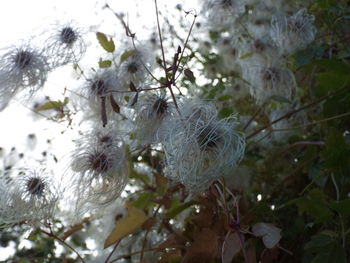 Close-up of bird on tree