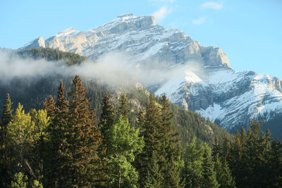 View of trees and mountains against sky