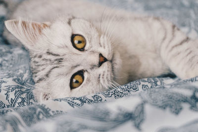 Close-up portrait of cat lying on bed