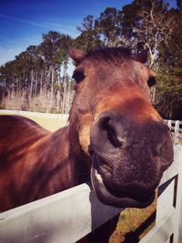 Close-up of horse against trees