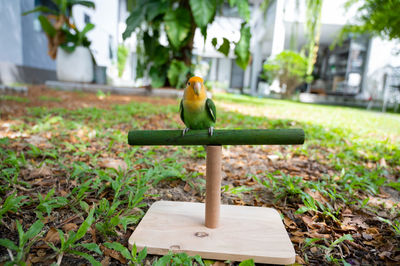 Close-up of bird perching on field