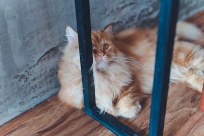 High angle view of cat looking away