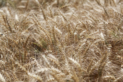 Close-up of wheat field