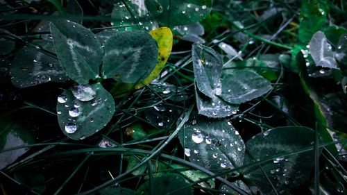 Close-up of wet frozen leaf during winter