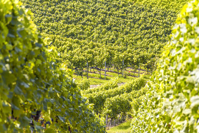 View of vineyard