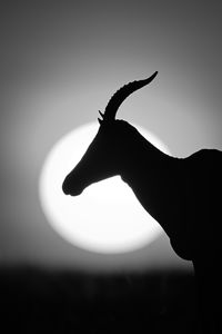 silhouette