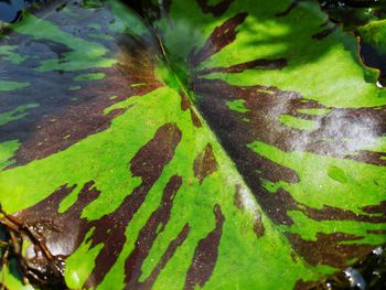 Full frame shot of green leaves