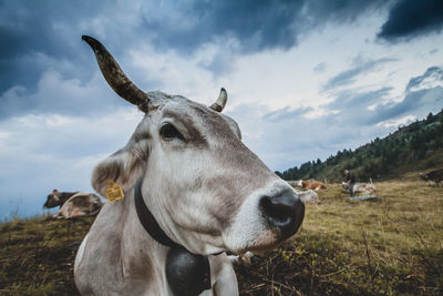 Close-up of cow on field