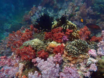 View of fish swimming in sea