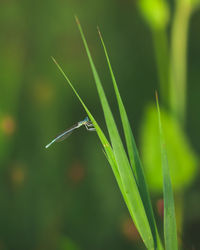 Close-up of insect on wet plant
