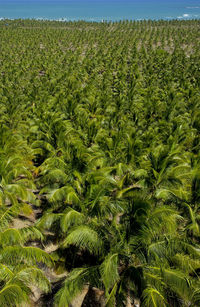 Scenic view of corn field