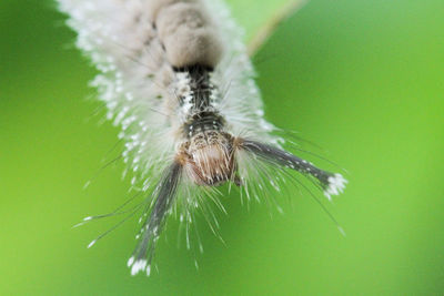 Close-up of insect on plant