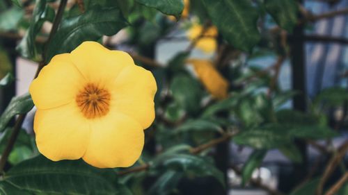 Close-up of yellow flower blooming outdoors