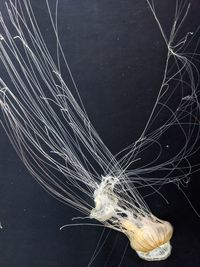 Close-up of jellyfish swimming in sea