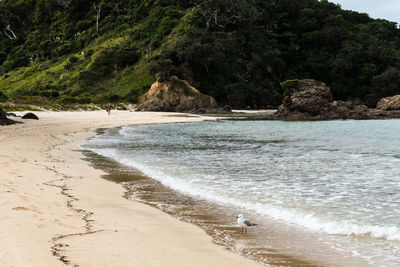 Scenic view of beach