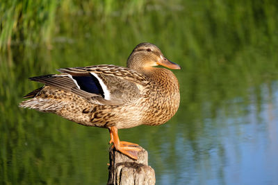Close-up of a bird on wooden post