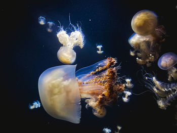 Close-up of jellyfish in sea