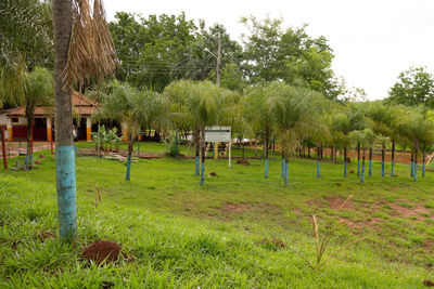 Trees in park