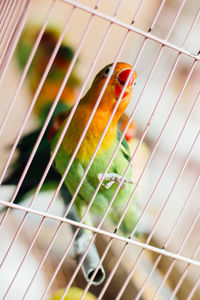 Close-up of parrots perching in cage