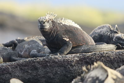 Galapagos marine iguana