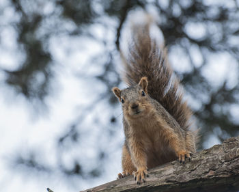 Squirrel on tree