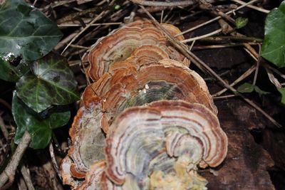 Close-up of mushroom growing in forest