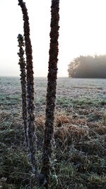 Trees on field against clear sky