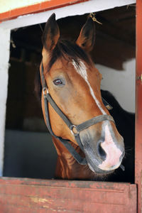 Close-up of horse in stable