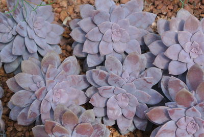 Close-up of pebbles