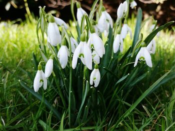 High angle view of snowdrops blooming on field