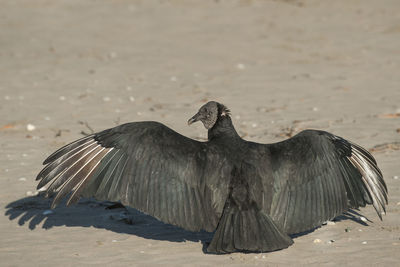 Close-up of a bird flying over land