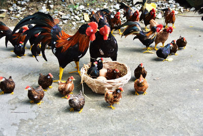 Artificial chickens on ground