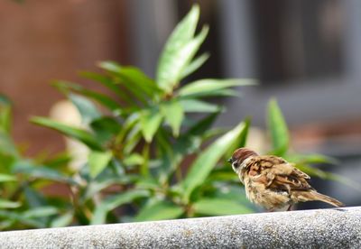 Close-up of bird perching on retaining wall