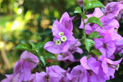 Close-up of purple flowers blooming outdoors