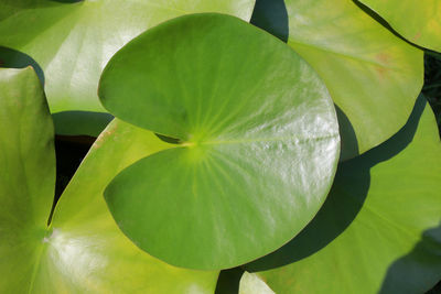 Close-up of lotus water lily leaves