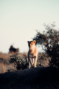 Lion looking away on field against sky