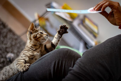 Low angle view of cat on hand