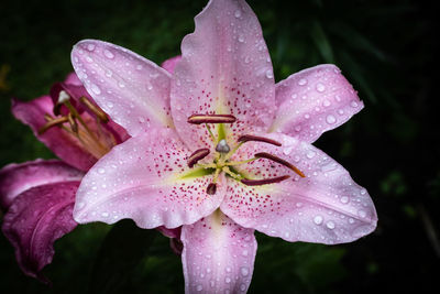 Close-up of wet purple flower