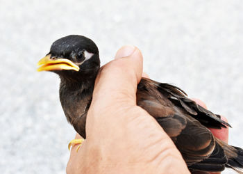 Close-up of hand holding bird against blurred background