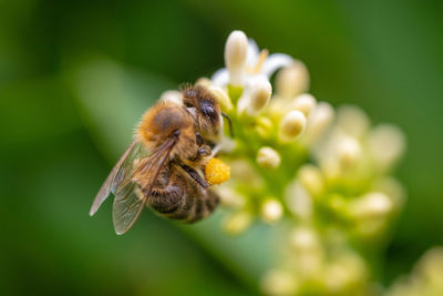 Close-up of bee pollinating on flower