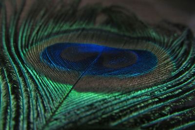 Extreme close up of feathers