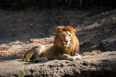 Lion resting in a forest