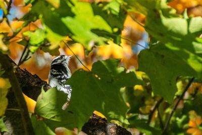 Close-up of insect perching on leaf