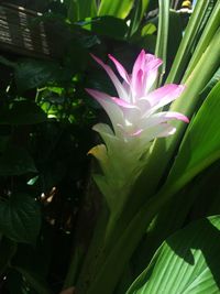 Close-up of pink flower blooming outdoors