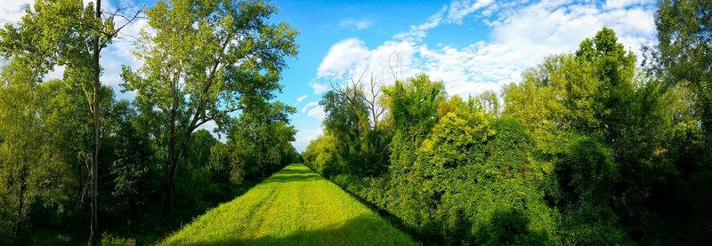 Trees on landscape