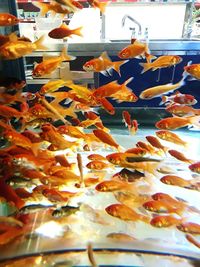 Close-up of fish swimming in sea