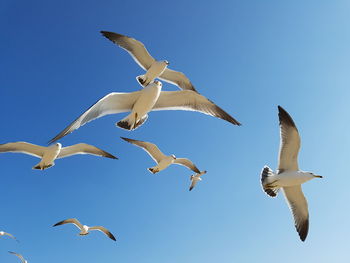 Low angle view of seagulls flying against clear sky